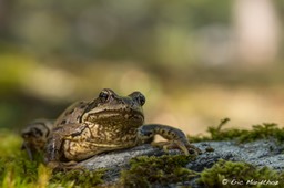 09092013-grenouille_rousse-358