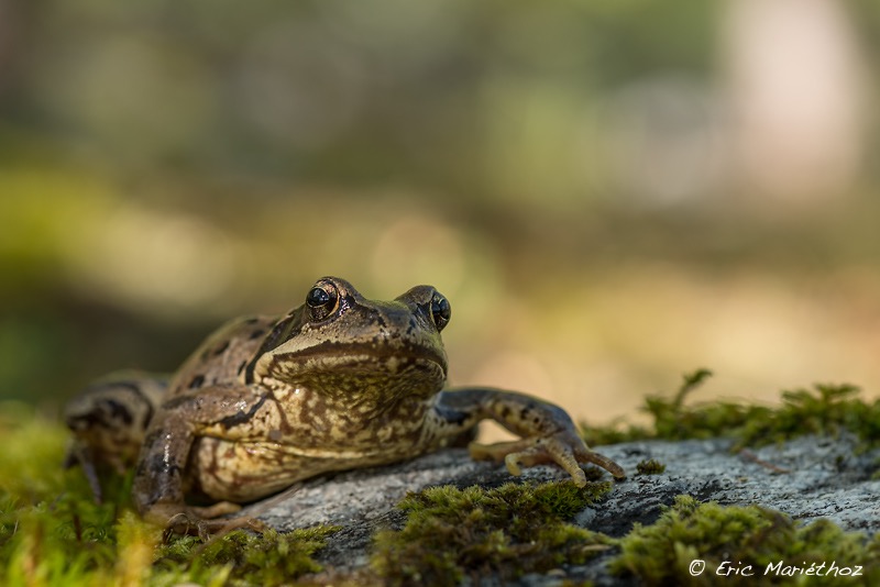 09092013-grenouille_rousse-358