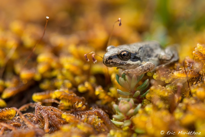 11092013-grenouille_rousse-364