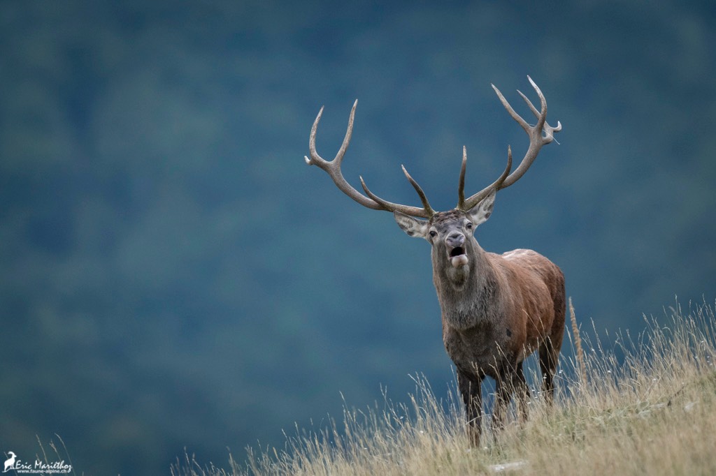 Abruzzes_cerf-531