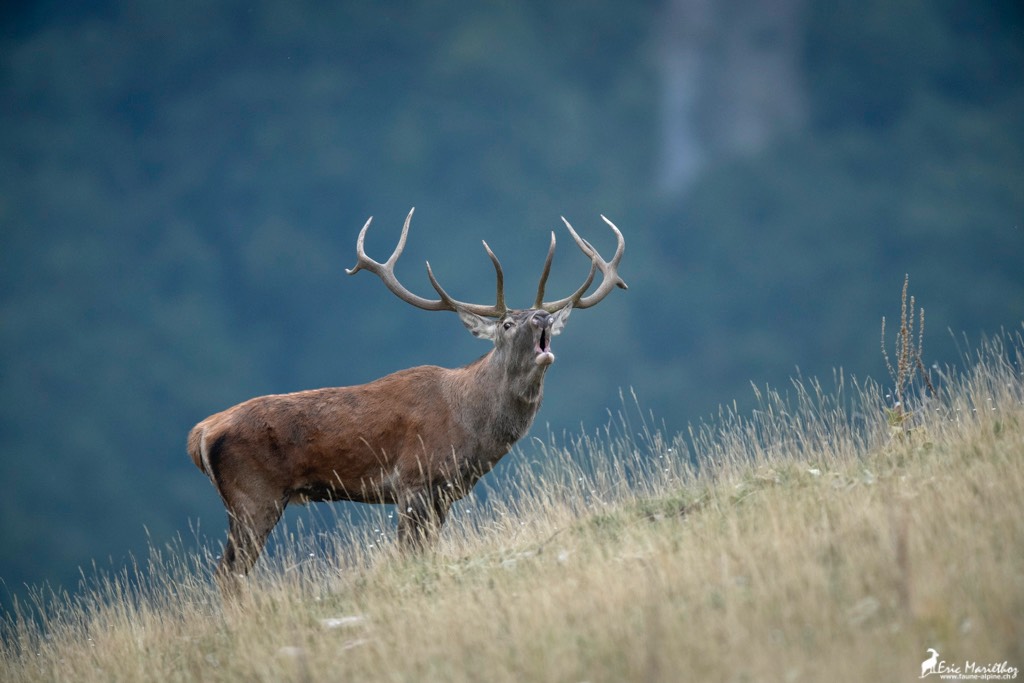 Abruzzes_cerf-540