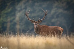 Abruzzes_cerf-630
