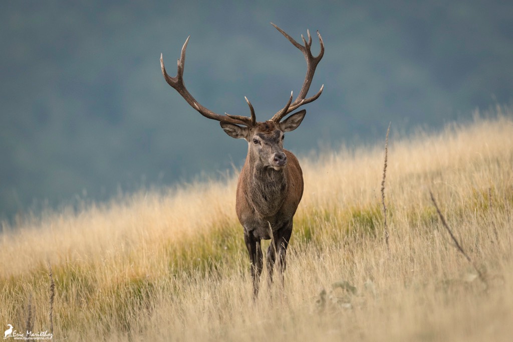 Abruzzes_cerf-656