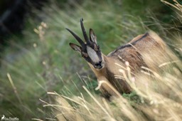 Abruzzes_chamois_des_Apennins-218