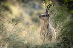 Abruzzes_chamois_des_Apennins-65