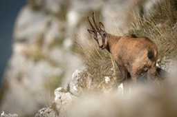 Abruzzes_chamois_des_Apennins-172