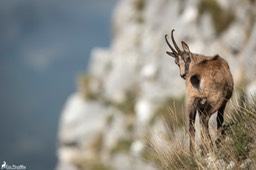 Abruzzes_chamois_des_Apennins-182