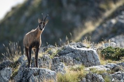 Abruzzes_chamois_des_Apennins-201