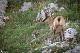 Abruzzes_chamois_des_Apennins-15