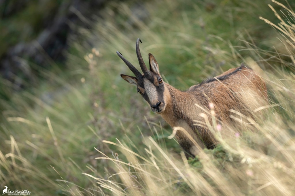 Abruzzes_chamois_des_Apennins-210