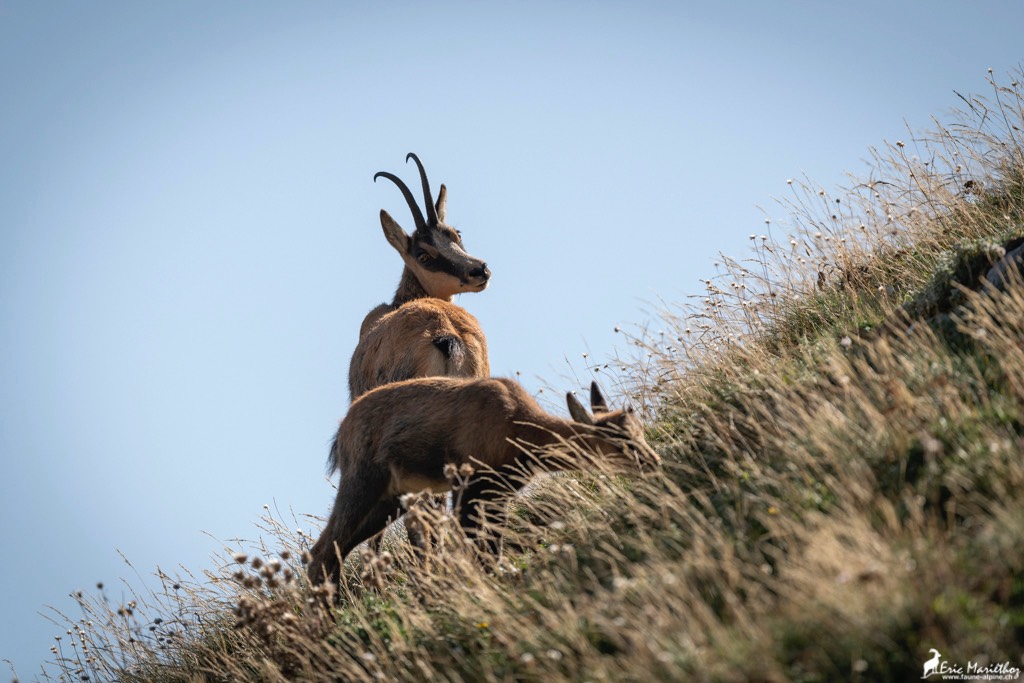 Abruzzes_chamois_des_Apennins-23