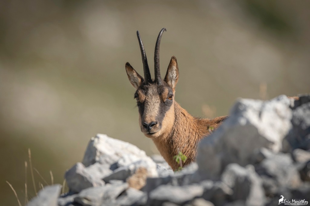 Abruzzes_chamois_des_Apennins-31