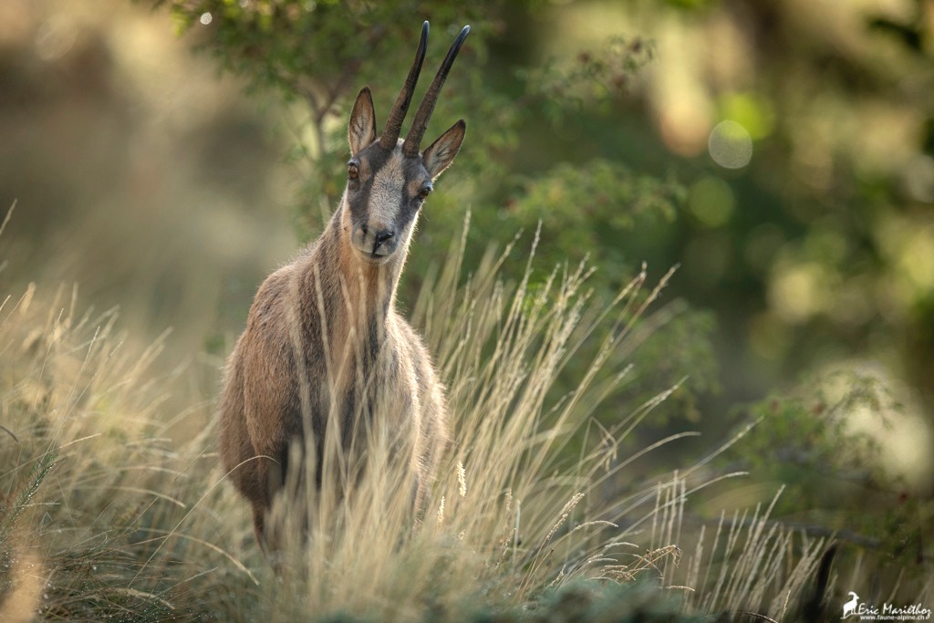 Abruzzes_chamois_des_Apennins-74