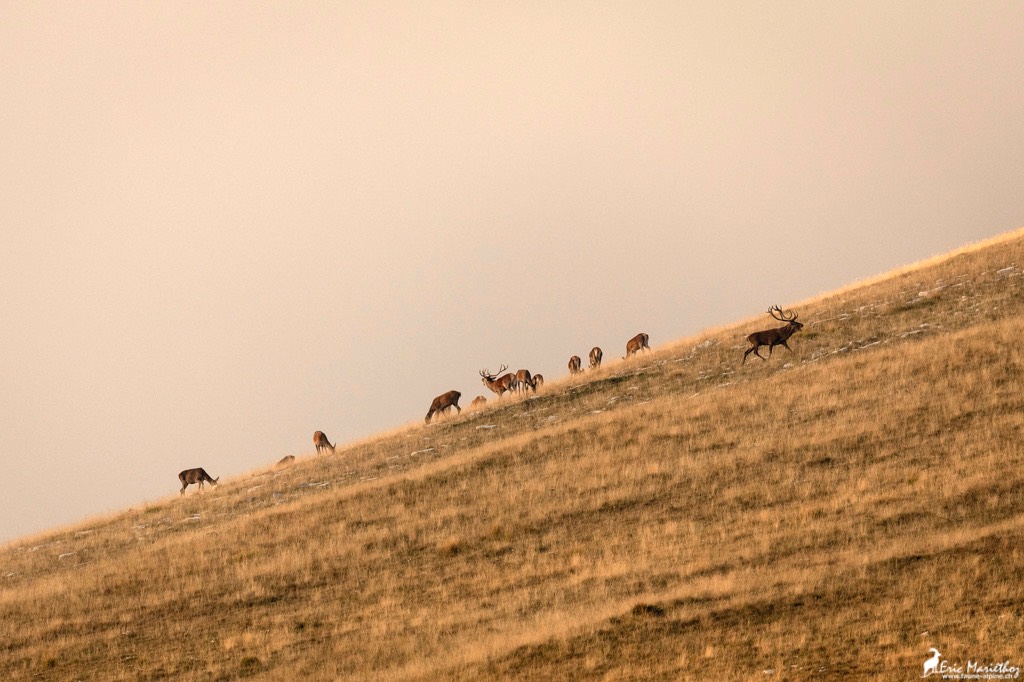 Abruzzes_harde_cerf-12