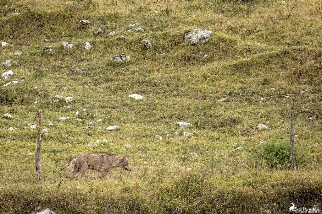 Abruzzes_loup-4