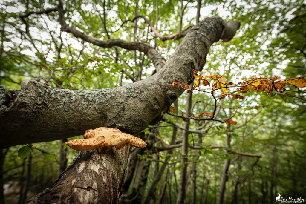 Abruzzes_sous_bois-16
