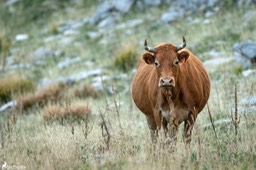 Abruzzes_vache-5