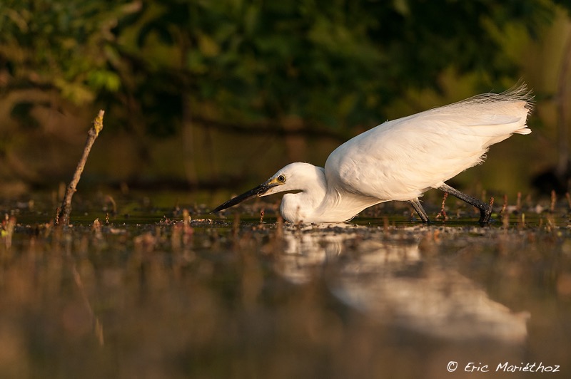 aigrette_garzette-150