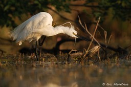 aigrette_garzette-173