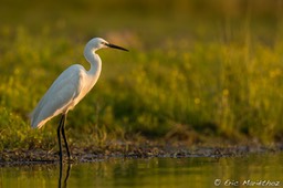 aigrette_garzette-219