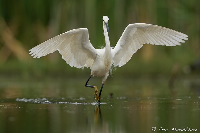 aigrette_garzette-226