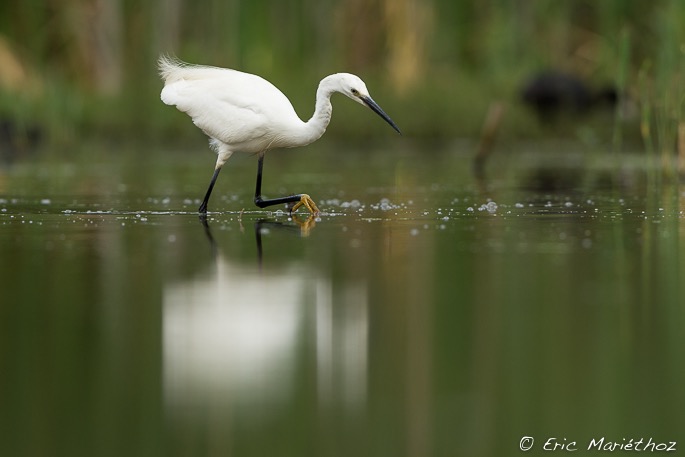 aigrette_garzette-242