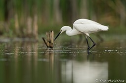 aigrette_garzette-264