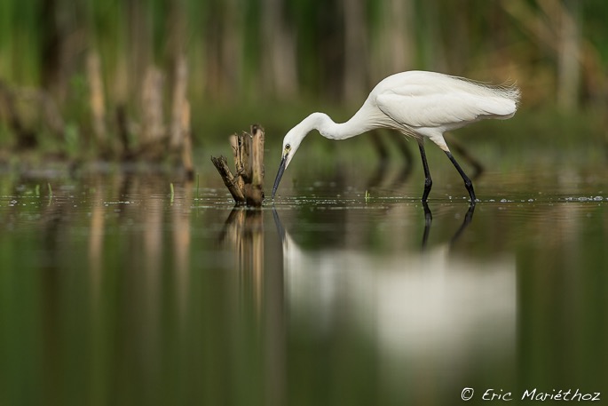 aigrette_garzette-266