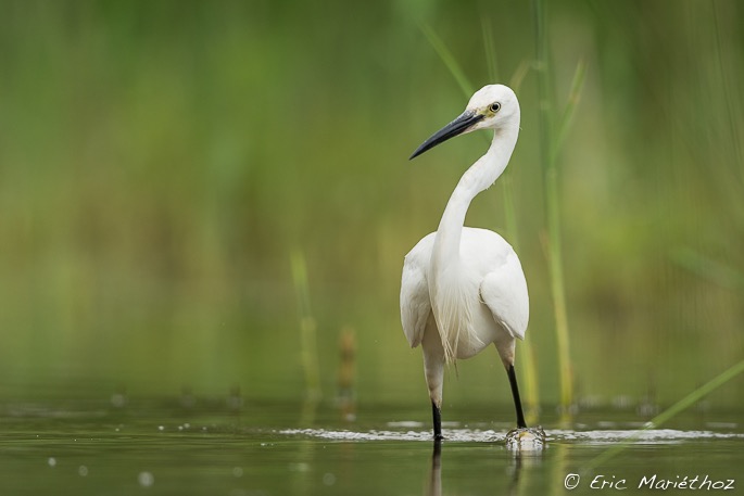 aigrette_garzette-287