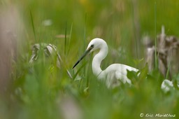 aigrette_garzette-33