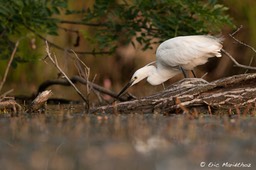 aigrette_garzette-55