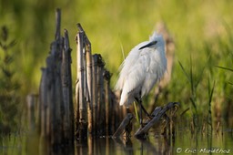 aigrette_garzette-676