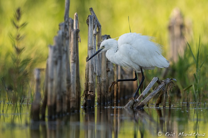 aigrette_garzette-699