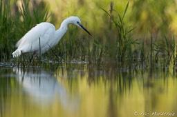 aigrette_garzette-713