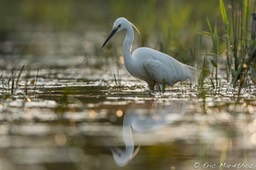 aigrette_garzette-737