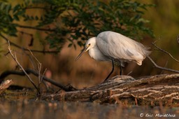 aigrette_garzette-79