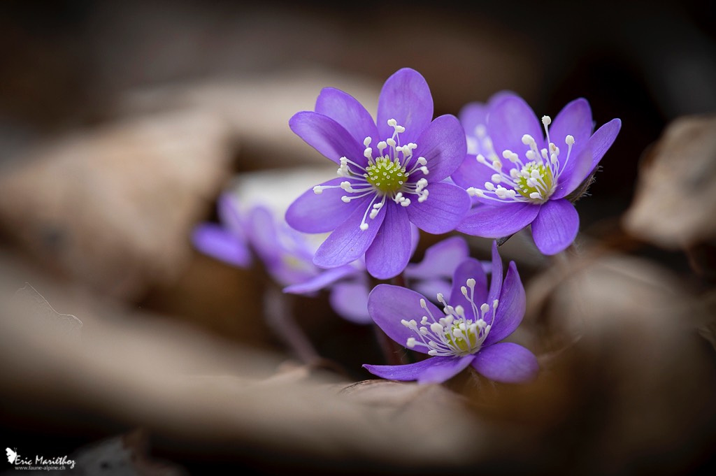 anemone_hepatique-133