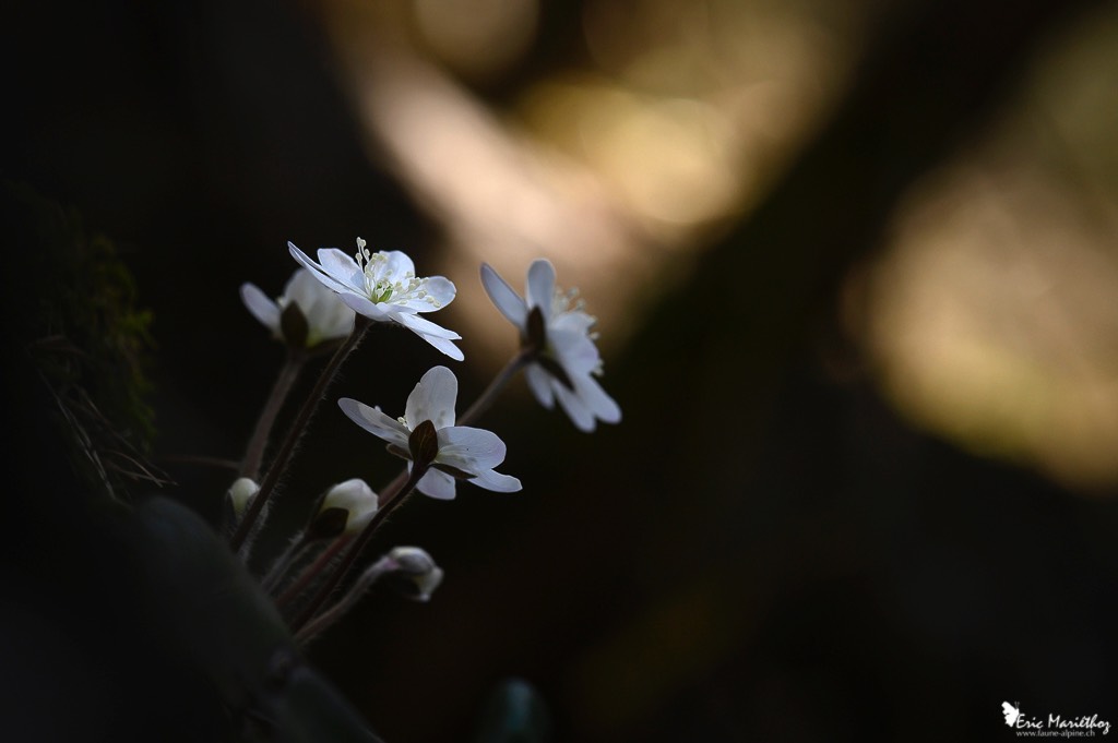 anemone_hepatique-143