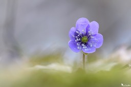 anemone_hepatique-166