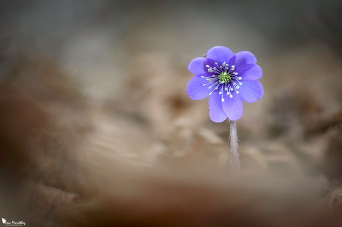 anemone_hepatique-184