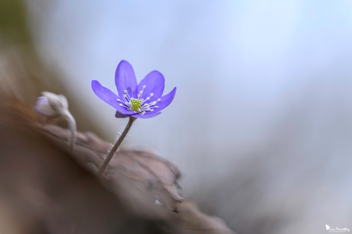 anemone_hepatique-238