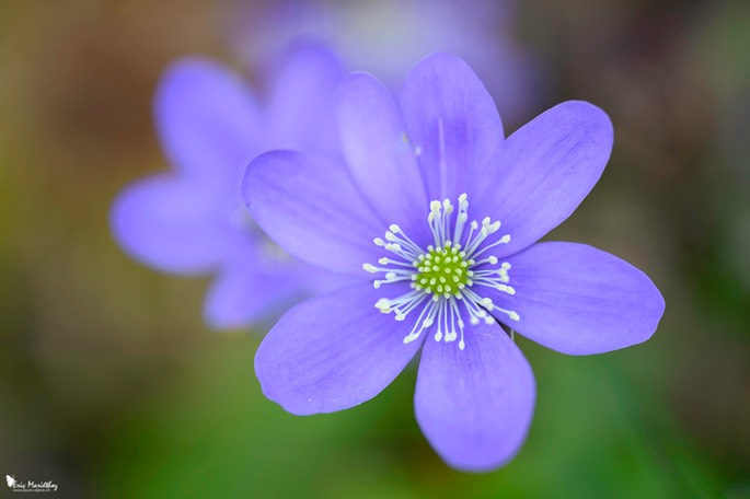 anemone_hepatique-248 copie