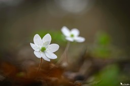 anemone_hepatique-257