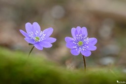anemone_hepatique-281