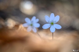 anemone_hepatique-321