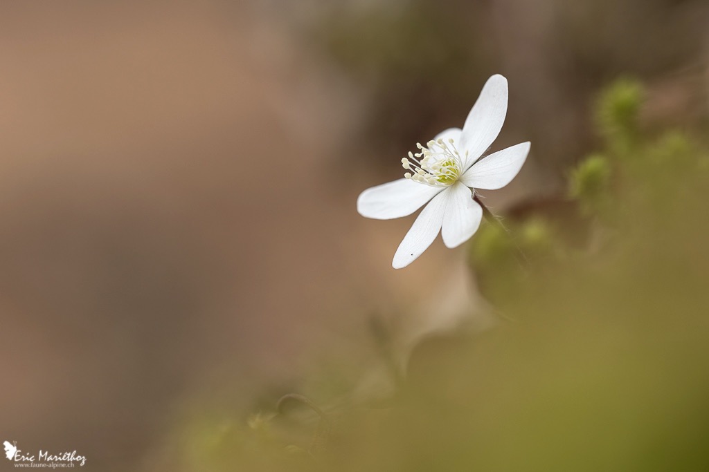 anemone_hepatique-33