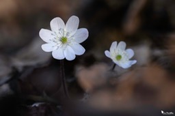 anemone_hepatique-360