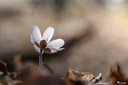 anemone_hepatique-401