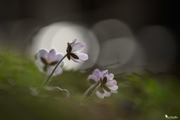 anemone_hepatique-437