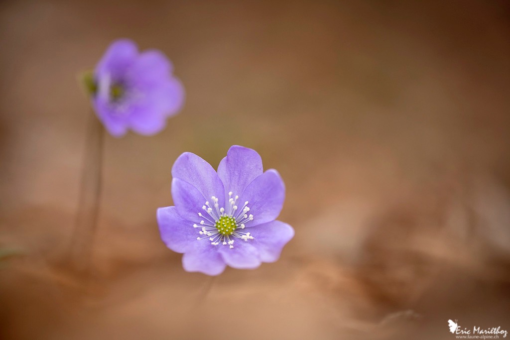 anemone_hepatique-44